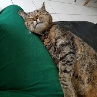 🐈