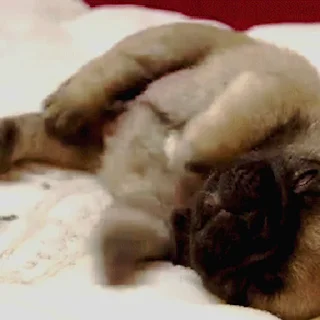 💤