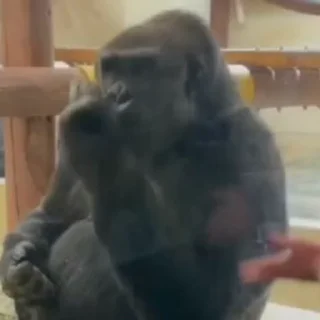 🤩