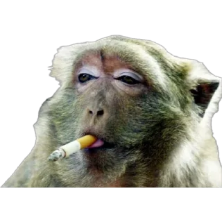 🚬