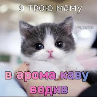 😺