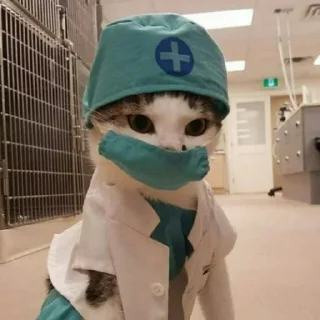 😺