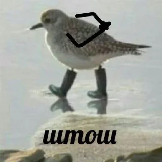 🐈
