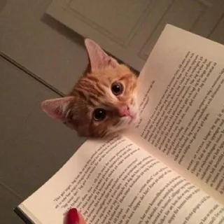 📔