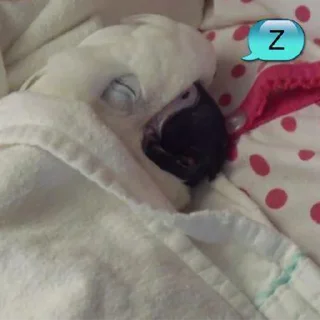 😴