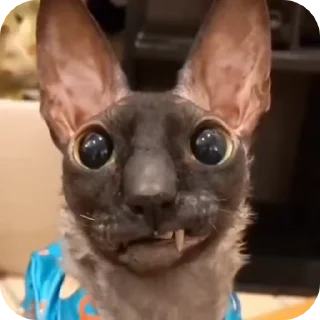 🌟
