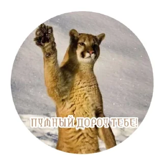 🐱