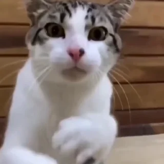 🐈