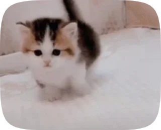 🥺
