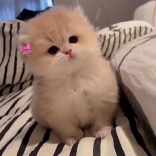 🐱