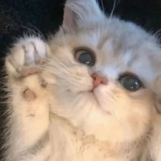 😺