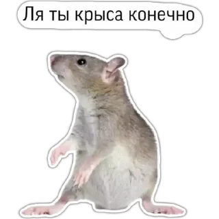 🐀