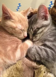 💤