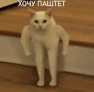 Чат