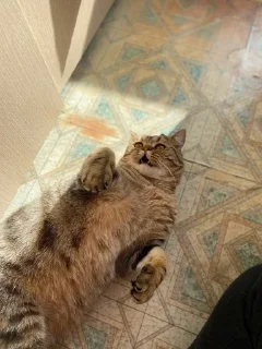 🌟
