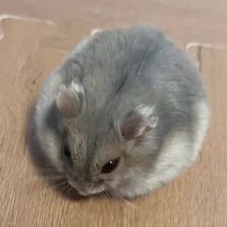 🐭