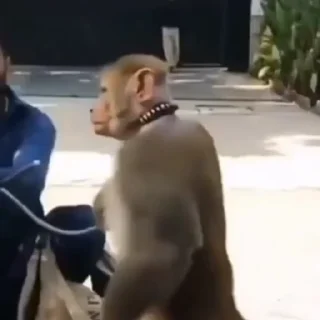 🫡