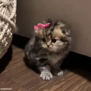 🐈‍⬛