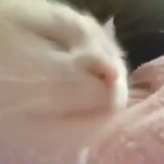 😸