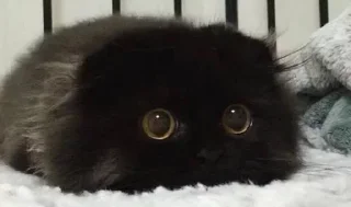 🤪
