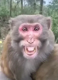 🤩