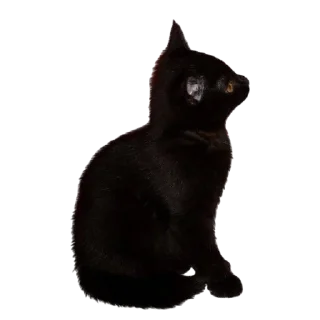 🐈‍⬛