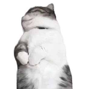 🐈