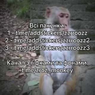 🐵