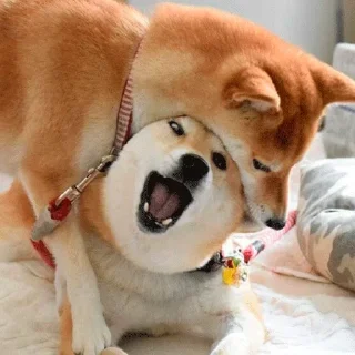 🐶