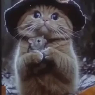 Wizard Cat