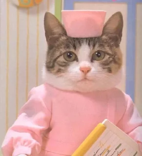 🐱