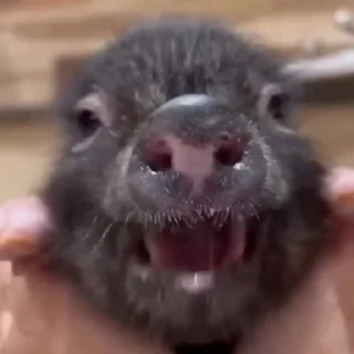 🐷