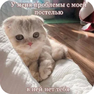 🐱