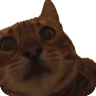 🐱