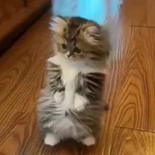 😽