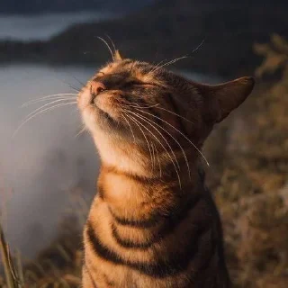😎