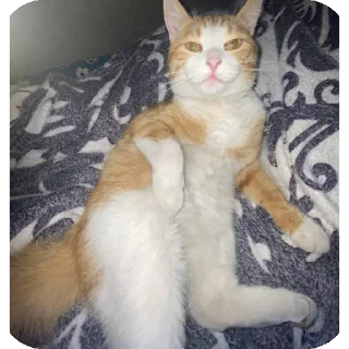 🐱