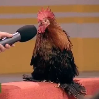 🐓