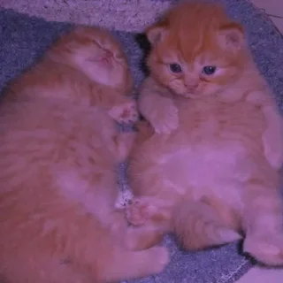 💜