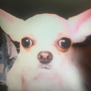 🫣