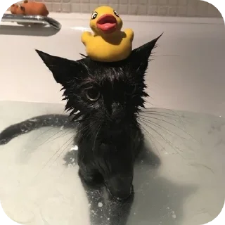 🐦