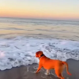 🐩