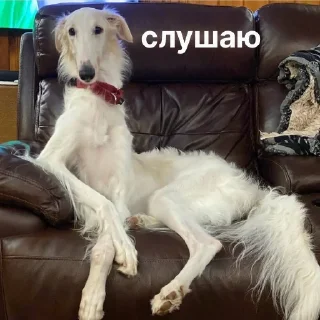 👂