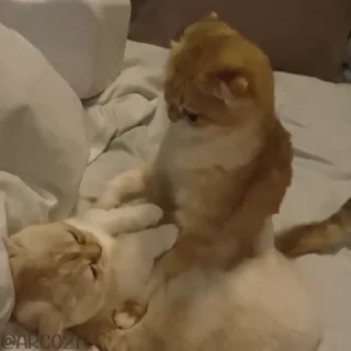 😻