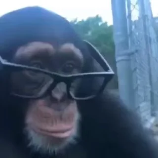 🐵