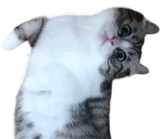 🐈