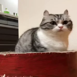 🐈