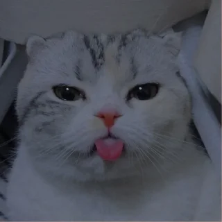 💗