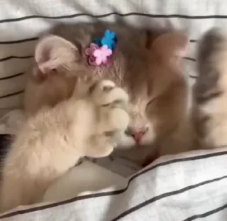 🌟