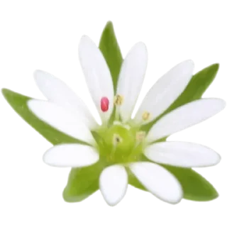 🌼